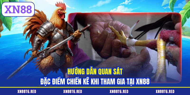 Đá Gà Thomo Hôm Nay Có Bình Luận - Xem Trực Tiếp Tại XN88