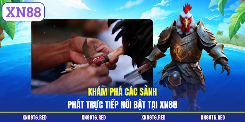 Đá Gà Thomo Hôm Nay Có Bình Luận - Xem Trực Tiếp Tại XN88