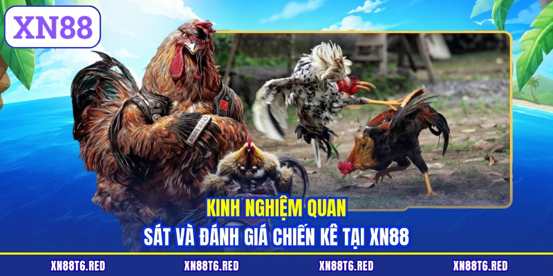 Đá Gà Tre Ăn Tiền XN88 - Đánh Giá Thể Lực Và Chọn Cửa Cược