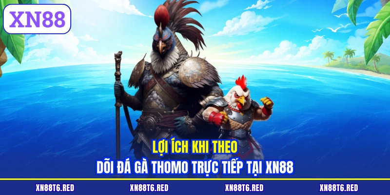 Đá Gà Thomo Hôm Nay Có Bình Luận - Xem Trực Tiếp Tại XN88